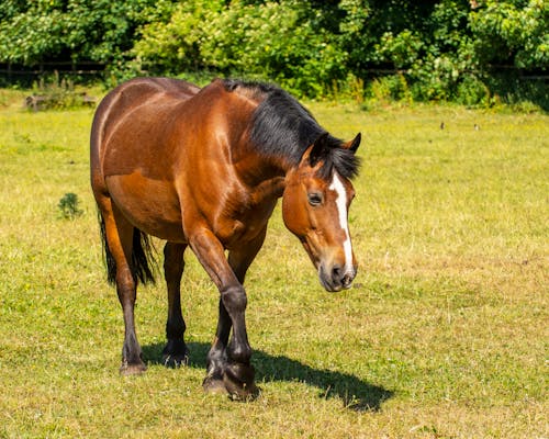 Free A Brown Horse Walking on a Grassy Field Stock Photo