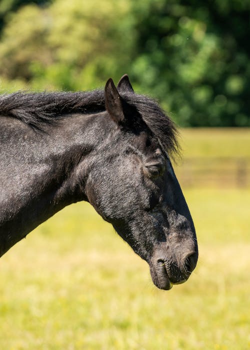 Close-Up Shot of a Black Horse