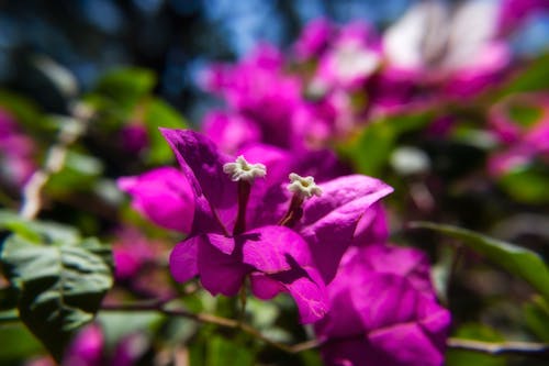 Free stock photo of beautiful flower, close-up, flower garden