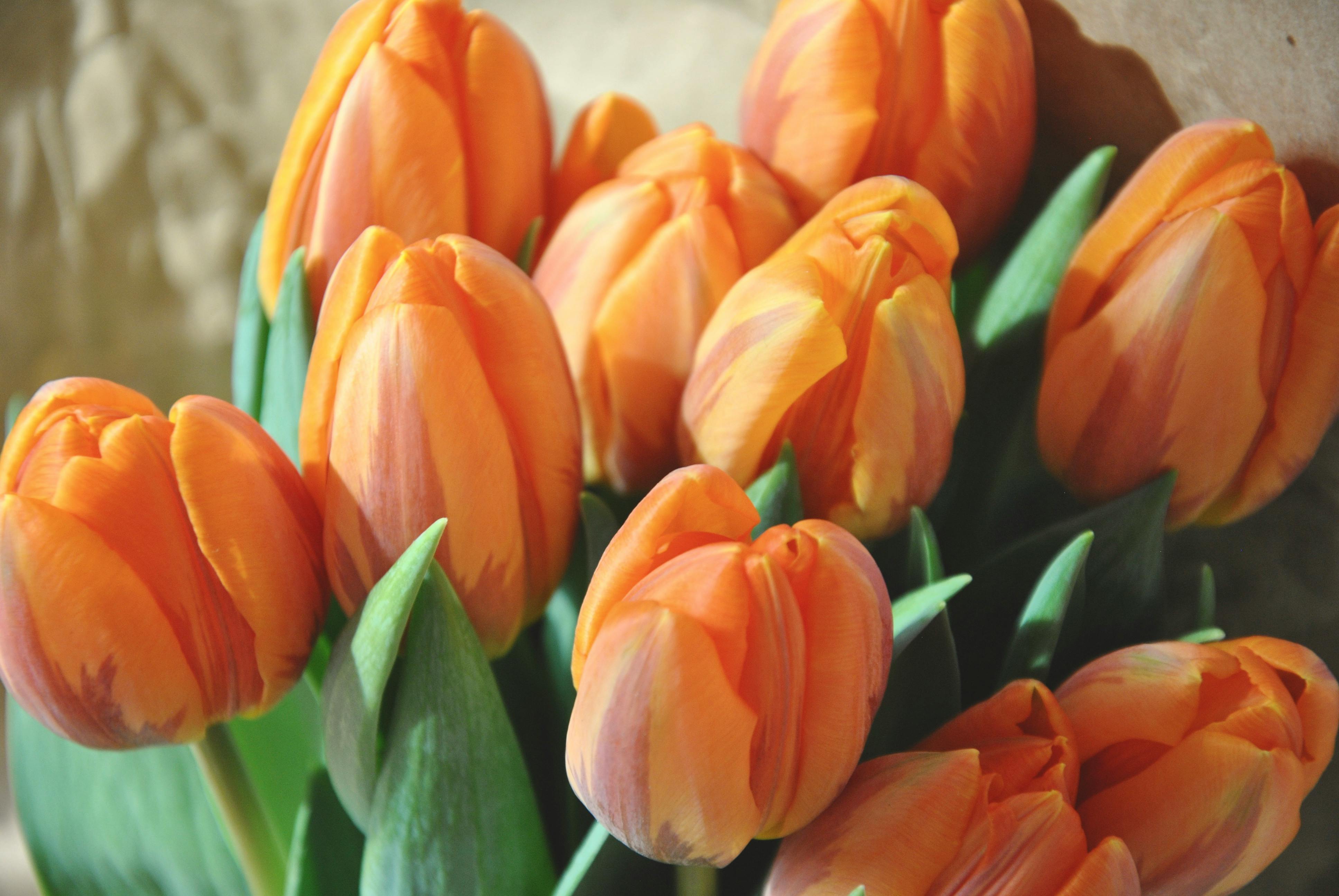 orange and yellow tulip bouquets
