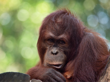 Close-Up Shot of an Orangutan