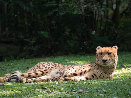 Free A Cheetah Lying on a Grassy Field Stock Photo