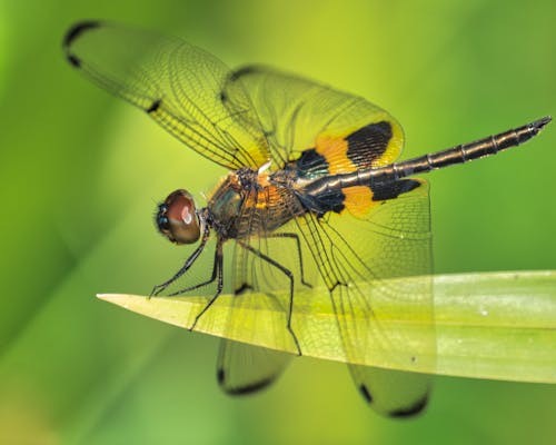 免费 特写, 翅膀, 蜻蜓目 的 免费素材图片 素材图片