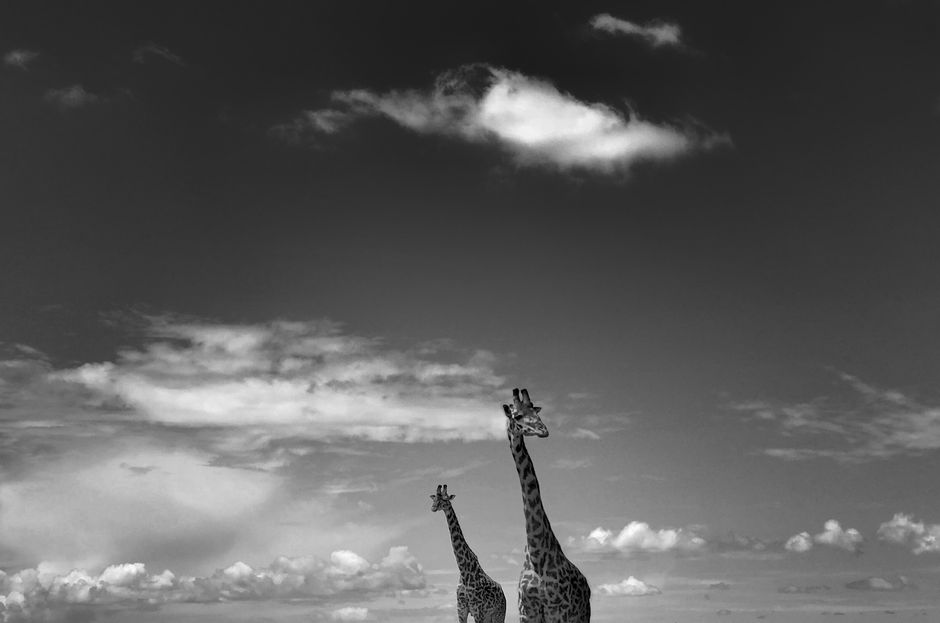Black and white of wild giraffes with long necks with spots standing in savanna against cloudy sky in countryside