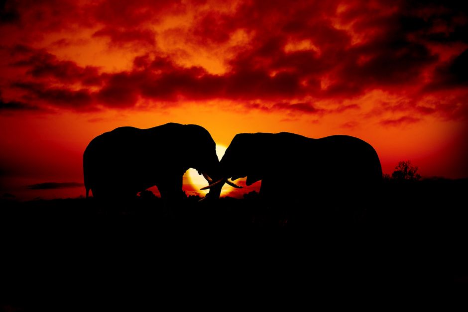 Stunning silhouette of African elephants against a vibrant sunset in Tanzania.