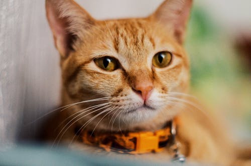 Free Close-Up Shot of an Orange Tabby Cat Stock Photo