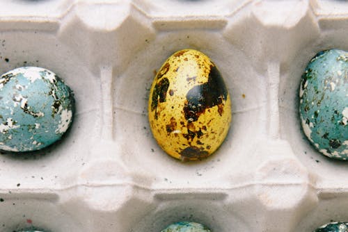 Free Close-Up Photo of Colored Quail Eggs Stock Photo
