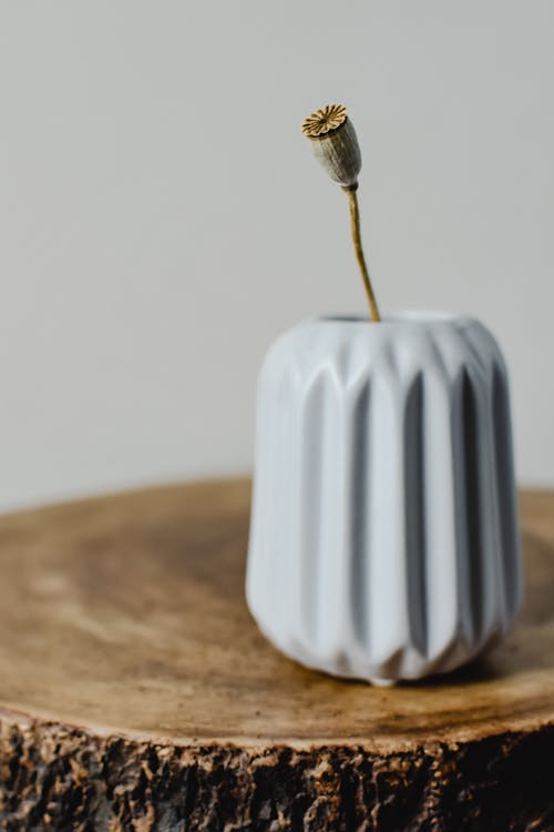 Close-Up Photo of a Pot with a Dry Poppy Seed Pod