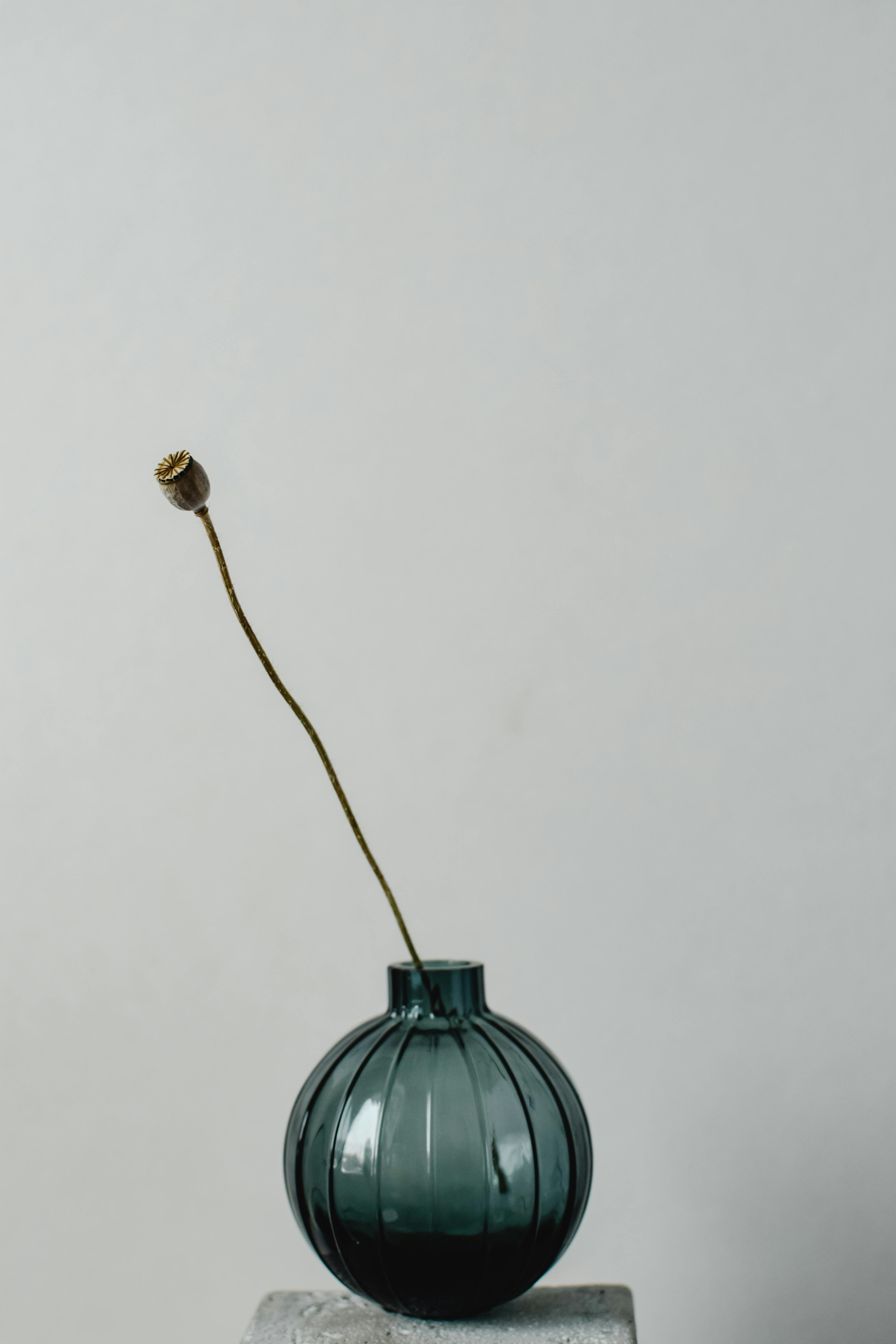 Elegant dried flower in a glass vase showcasing minimalistic Japandi style.