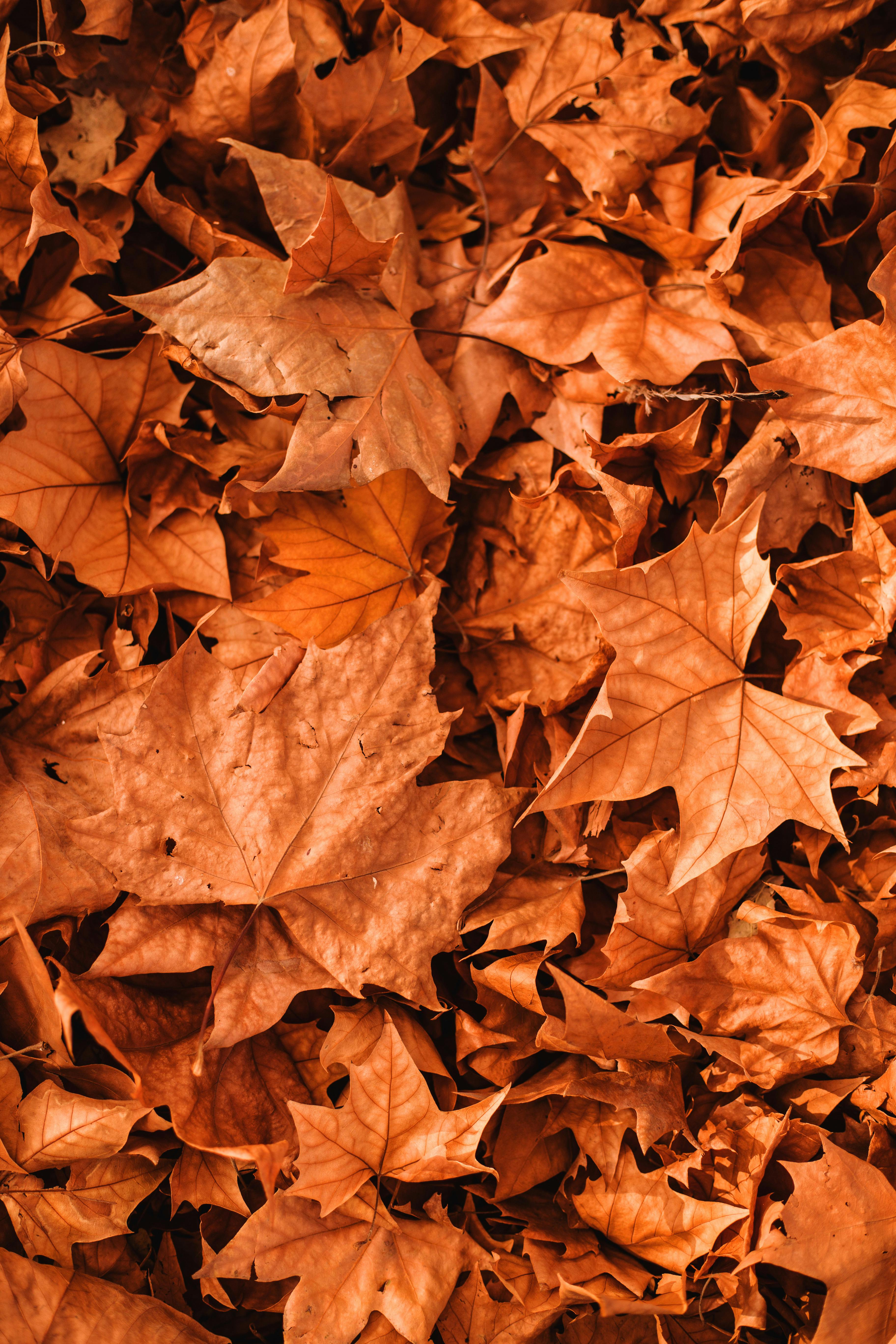 Fall Background Dried Leaves iPhone Wallpaper  50 Fall iPhone Wallpapers  Thatll Instantly Make You Feel Cozy  POPSUGAR Tech Photo 7