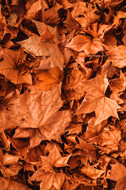 Free Vivid autumn leaves scattered on ground Stock Photo