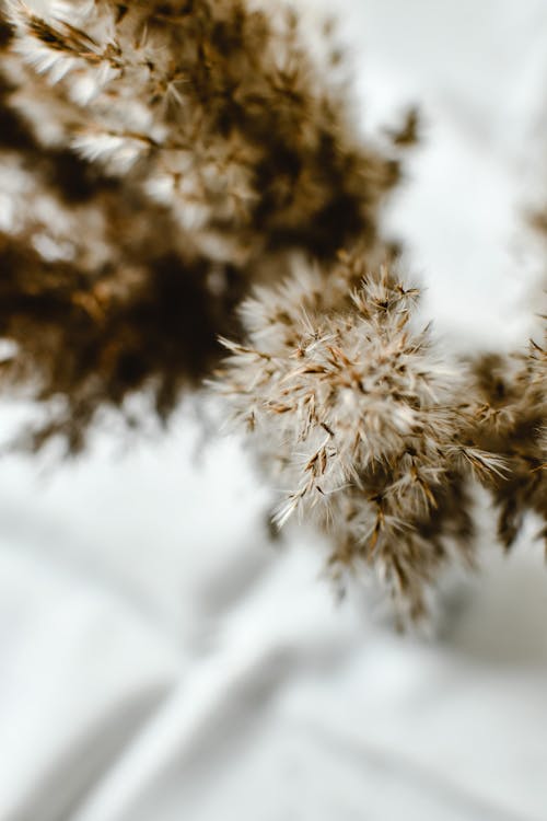 Close-Up Photo of Dried Reed