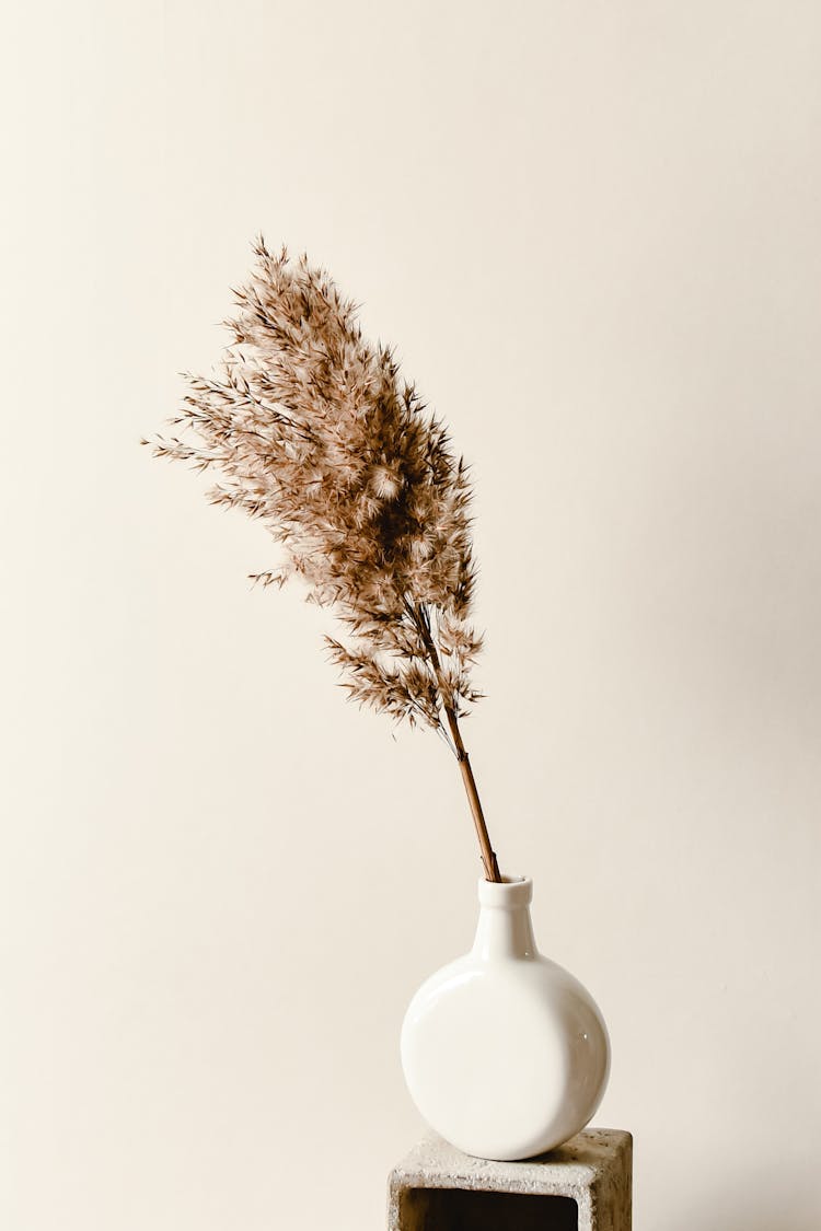 Photo Of Dried Reed In A White Vase