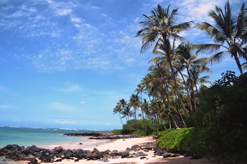 Picturesque scenery of green palms growing near sandy coast with stone against turquoise sea under blue sky with rare clouds on sunny summer day