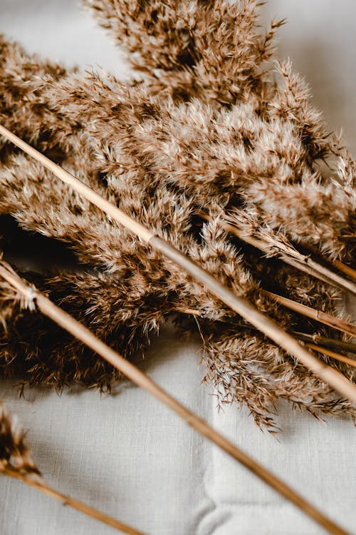 Close-Up Photo of Brown Dried Reed