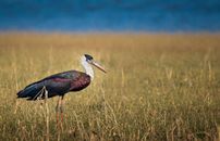 A Woolly Necked Stork in a Field