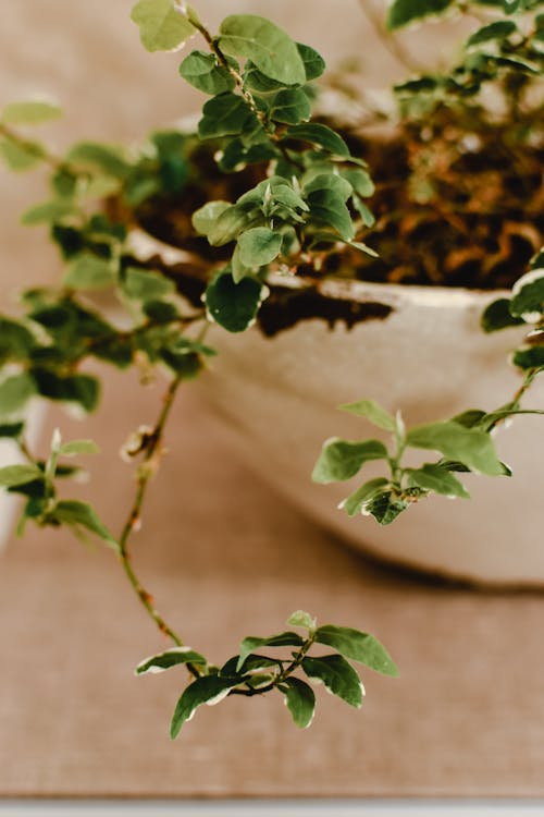 垂直拍摄, 植物摄影, 特写 的 免费素材图片