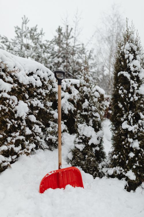 Free A vibrant red shovel stands amidst snow-covered trees and shrubs in a winter garden. Stock Photo
