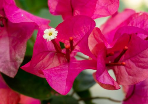 Free Detailed close-up of pink bougainvillea flowers with visible stamen and petals in a garden setting. Stock Photo