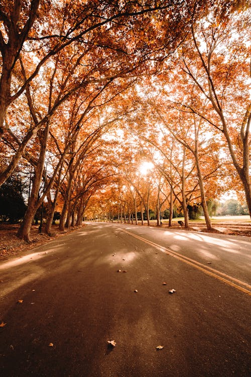 Asphalt road with trees on sunny autumn day