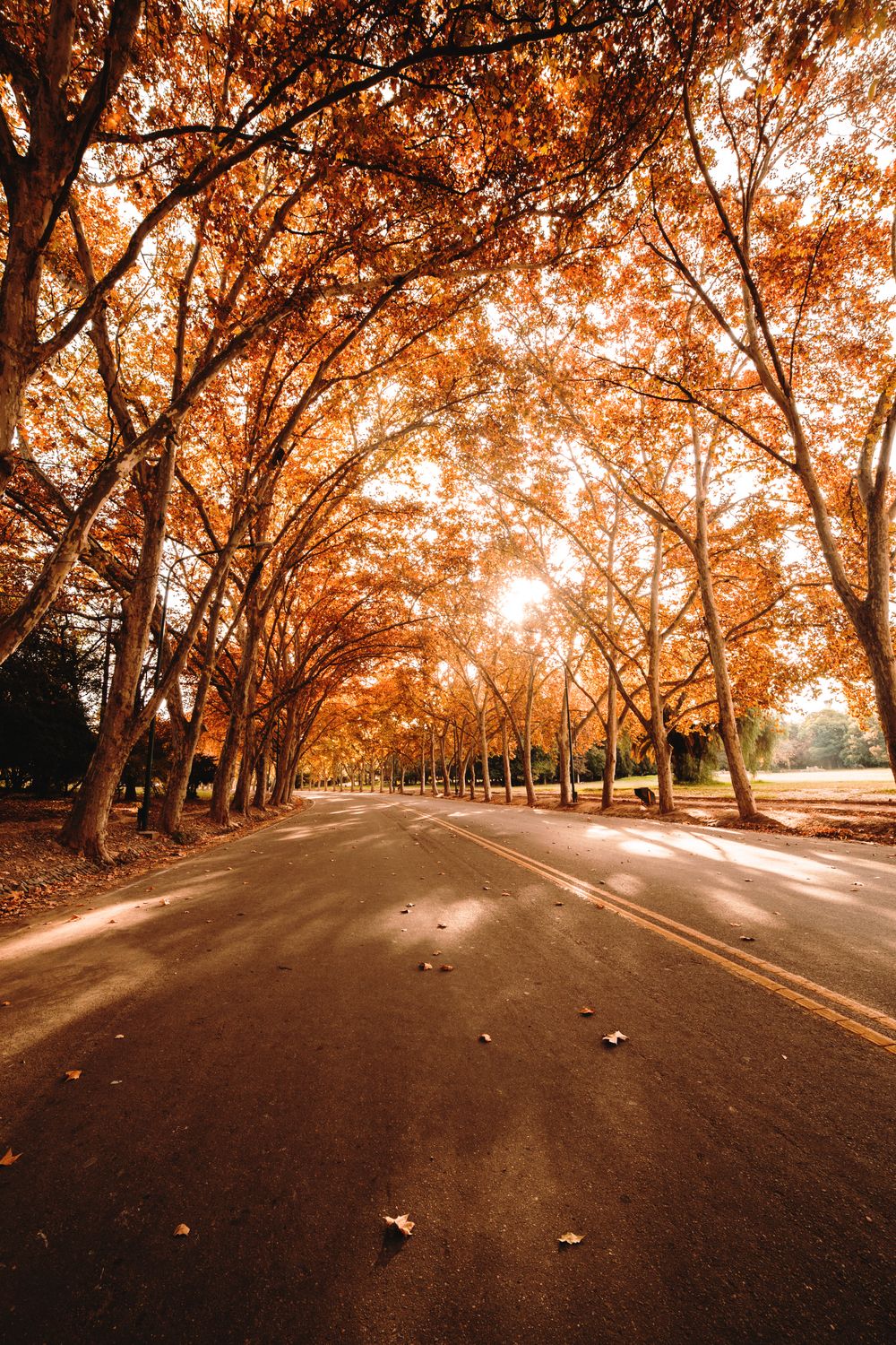 Asphalt road with trees on sunny autumn day · Free Stock Photo