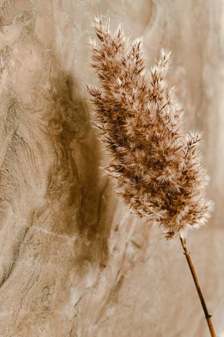 Dried Reed In Close-Up Photography