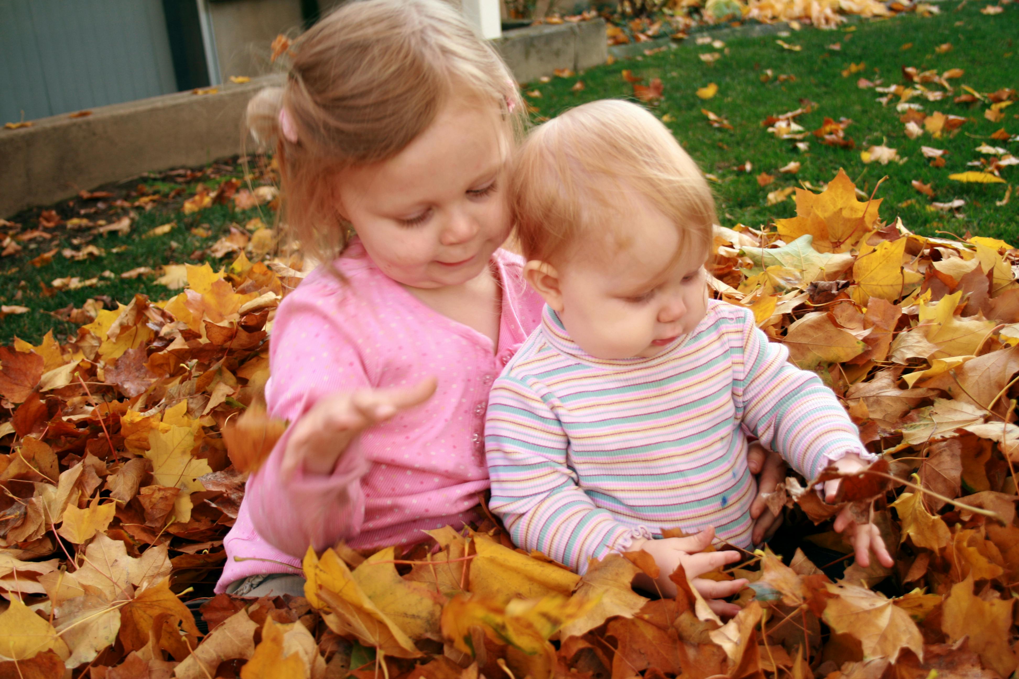 Free stock photo of autumn, autumn colours, autumn leaves