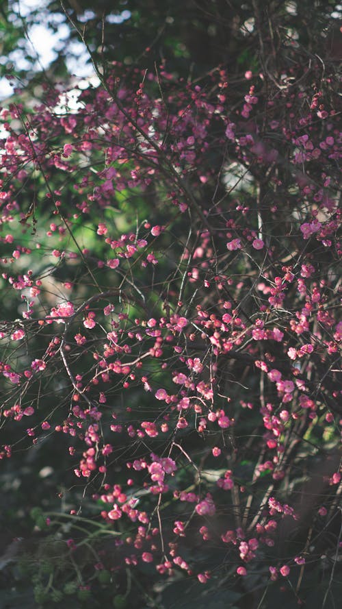 Close-Up Photograph of Blooming Pink Flowers