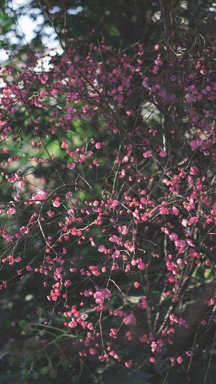 Foto d'estoc gratuïta de flor, florir, flors