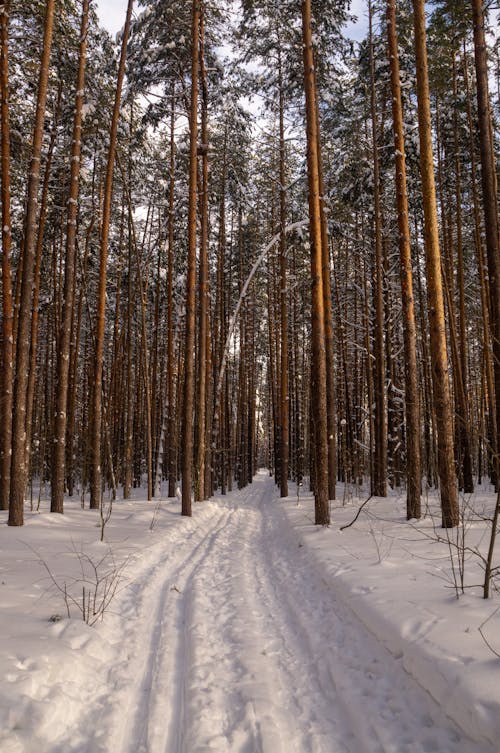 Imagine de stoc gratuită din acoperit de zăpadă, arbori, codru