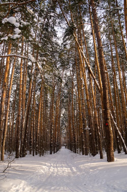 Immagine gratuita di alberi, alto, coperto di neve