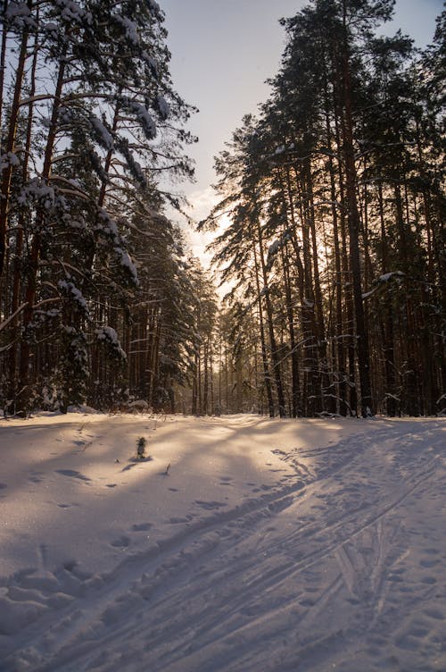 Darmowe zdjęcie z galerii z drzewa, las, natura