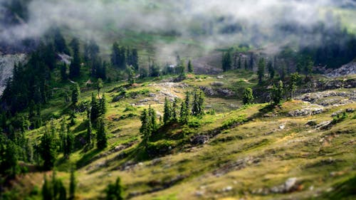 бесплатная Аэрофотосъемка зеленого леса Стоковое фото