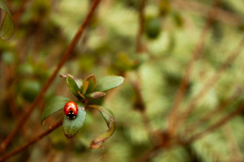 Free Close-up image of a vibrant ladybug sitting on a green leaf in natural surroundings. Stock Photo