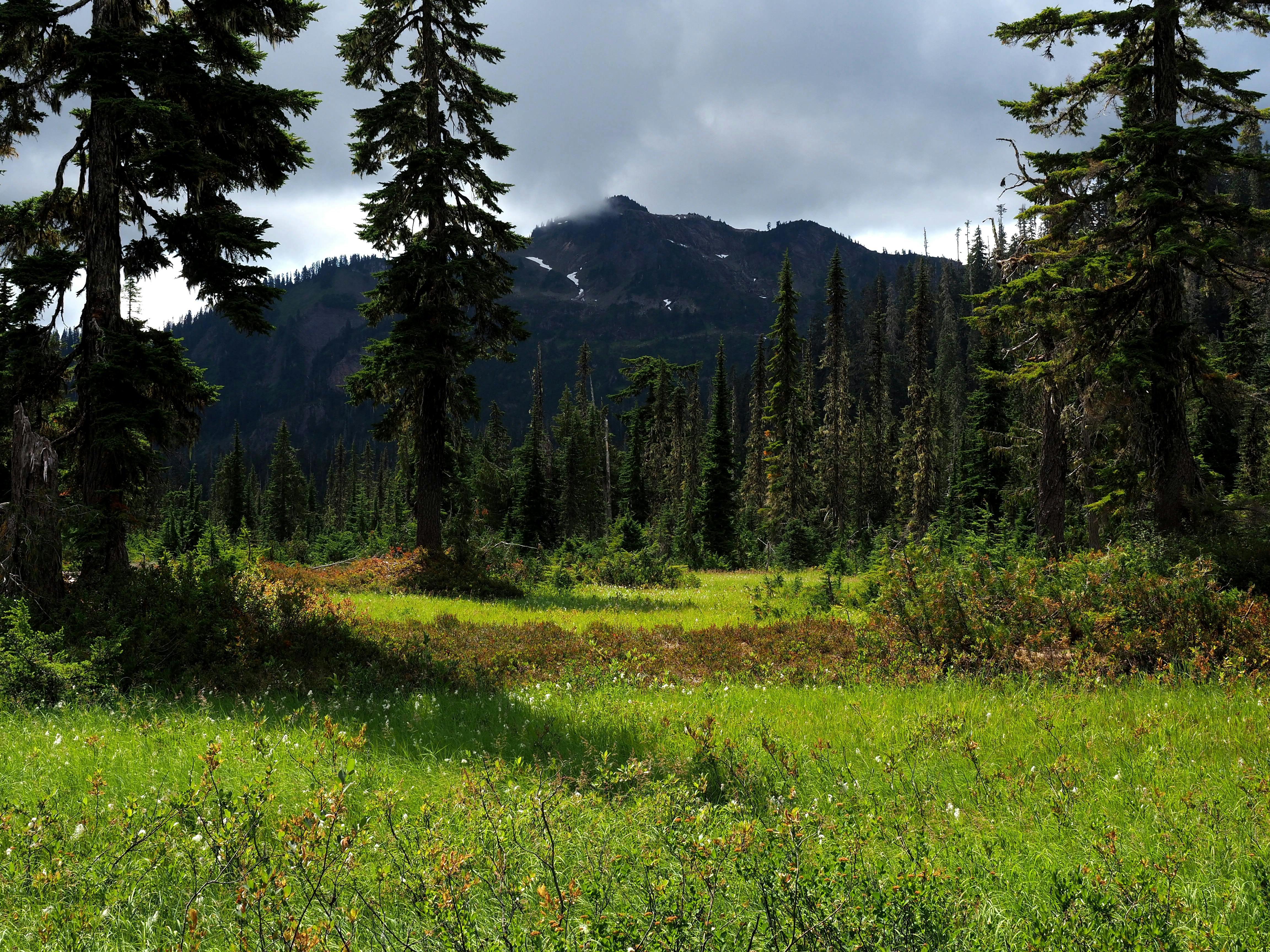 Free stock photo of earth, field, forest