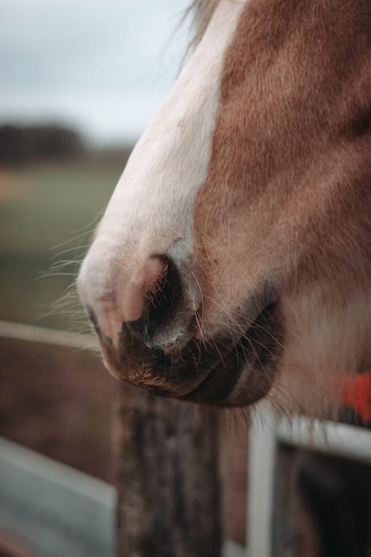 Close-up Shot Of A Horse Mouth