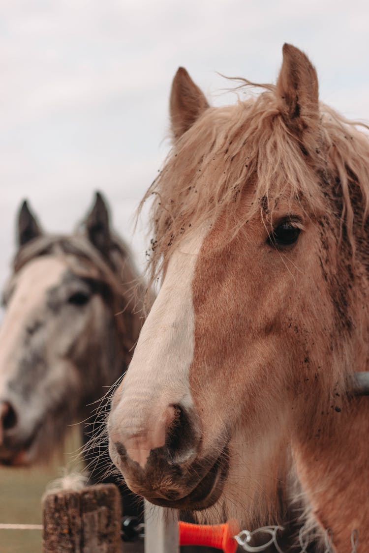 Close-Up Photography Of Horses 