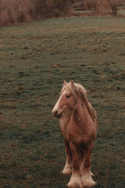 A Brown Horse on Green Grass Field