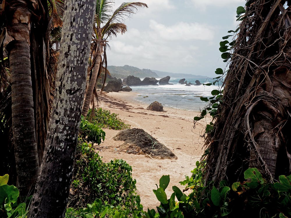 Free stock photo of beach, palm trees, trees