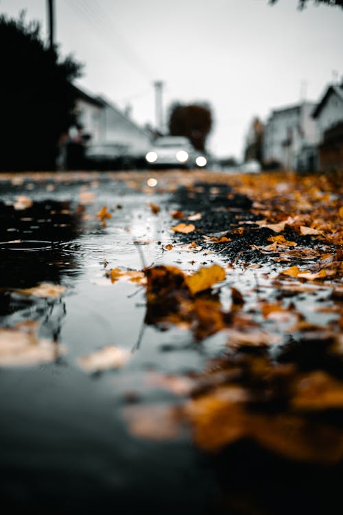 Low Angle Shot of a Wet Street Covered in Yellow Autumn Leaves 