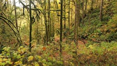 阳光明媚的森林中，长满苔藓的树木充满活力，营造出宁静的自然景观