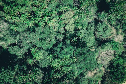 Drone view of abundant dense woodland with palms and evergreen plants growing in exotic country