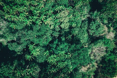 Free Drone view of abundant dense woodland with palms and evergreen plants growing in exotic country Stock Photo