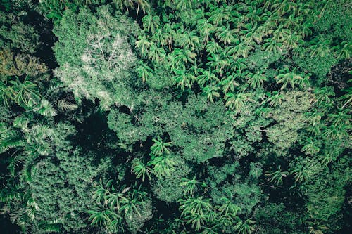 Rainforest with green palms and trees