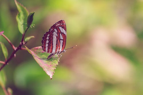 A Butterfly on a Green Leaf