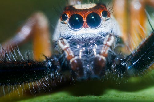 Free stock photo of eye close up, jumping spider, macro photo