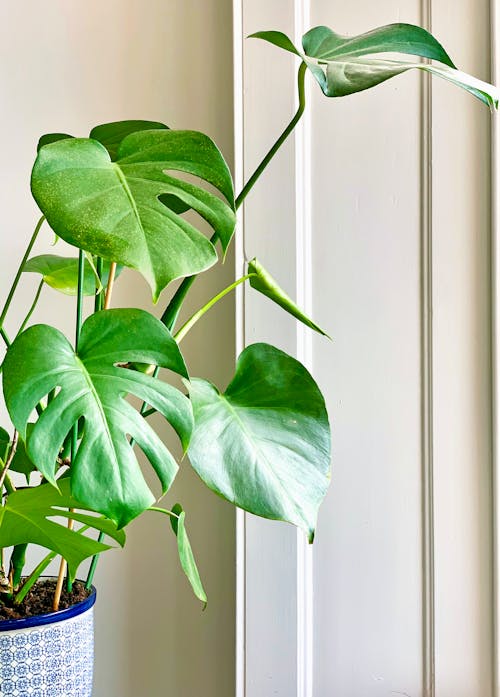 A Green Leaves on a Pot