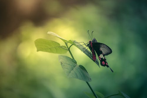 Foto d'estoc gratuïta de bella naturalesa, bellesa a la natura, bonic fons de pantalla