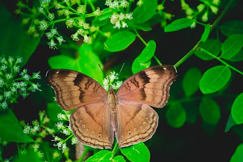 Imagine de stoc gratuită din 4k fundal, fluture pe o floare, fotografie macro