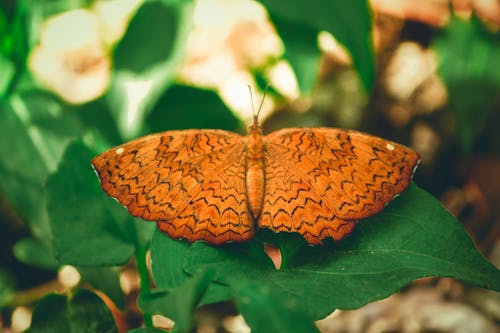 Free stock photo of butterfly background, golden yellow, nature wallpaper